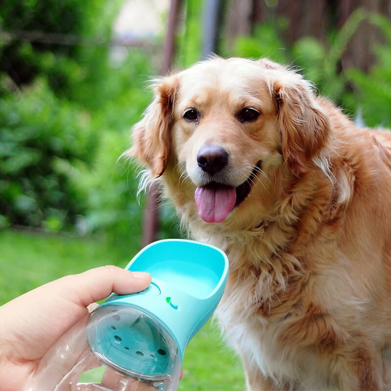 Water Bottle (for dogs!)